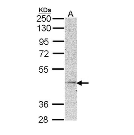 MC5-R antibody from Signalway Antibody (22126) - Antibodies.com