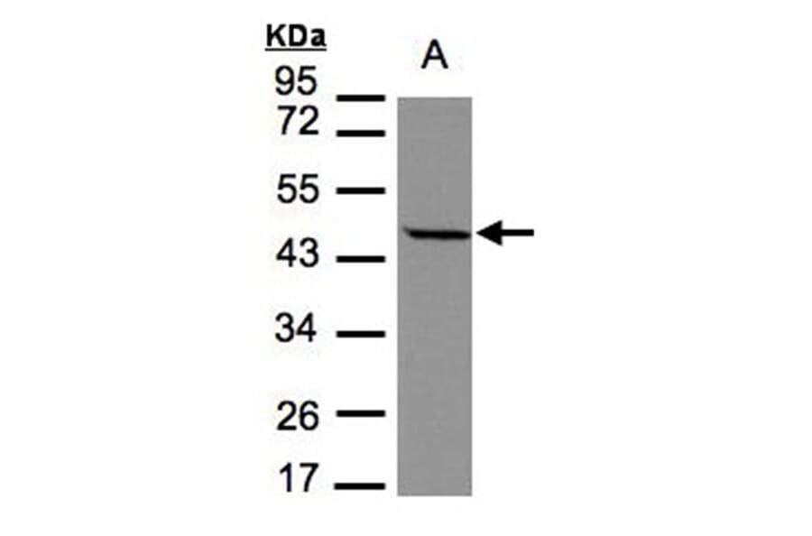 STOML1 antibody from Signalway Antibody (22210) - Antibodies.com