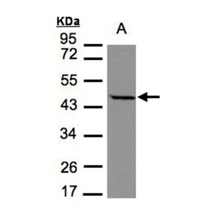 STOML1 antibody from Signalway Antibody (22210) - Antibodies.com