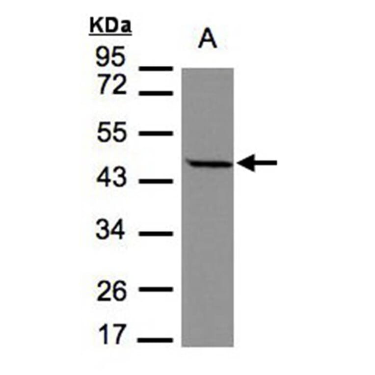 STOML1 antibody from Signalway Antibody (22210) - Antibodies.com