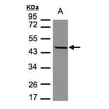 STOML1 antibody from Signalway Antibody (22210) - Antibodies.com