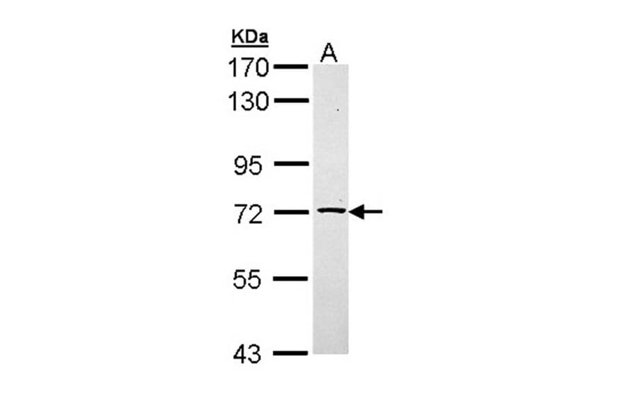 TXNDC3 antibody from Signalway Antibody (22223) - Antibodies.com