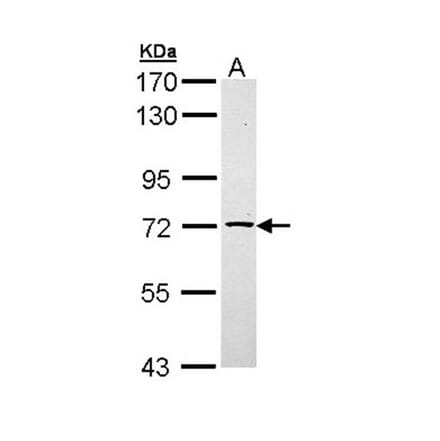 TXNDC3 antibody from Signalway Antibody (22223) - Antibodies.com