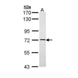 TXNDC3 antibody from Signalway Antibody (22223) - Antibodies.com