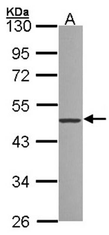 Sample (30 µg of whole cell lysate)  293T 10% SDS PAGE Primary antibody diluted at 1: 1000