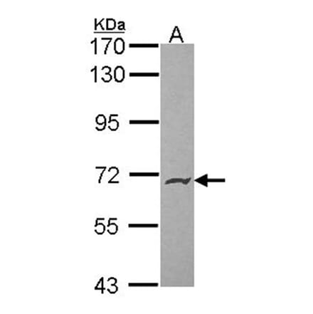 PODXL2 antibody from Signalway Antibody (22268) - Antibodies.com