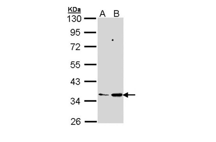 PTGES2 antibody from Signalway Antibody (22273) - Antibodies.com