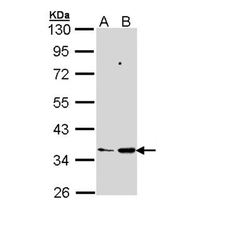 PTGES2 antibody from Signalway Antibody (22273) - Antibodies.com