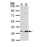 PTGES2 antibody from Signalway Antibody (22273) - Antibodies.com