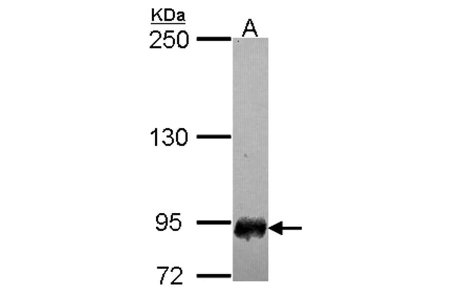 SFMBT1 antibody from Signalway Antibody (22284) - Antibodies.com