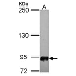 SFMBT1 antibody from Signalway Antibody (22284) - Antibodies.com