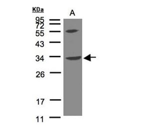 VPS37C antibody from Signalway Antibody (22312) - Antibodies.com