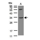 VPS37C antibody from Signalway Antibody (22312) - Antibodies.com