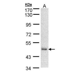 DNAJA2 antibody from Signalway Antibody (22331) - Antibodies.com