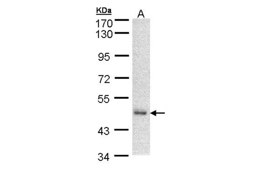 DNAJA2 antibody from Signalway Antibody (22331) - Antibodies.com
