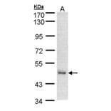 DNAJA2 antibody from Signalway Antibody (22331) - Antibodies.com