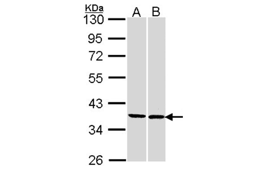 AntiFAM50A Antibody (A42073)