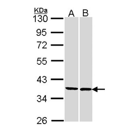 FAM50A antibody from Signalway Antibody (22337) - Antibodies.com