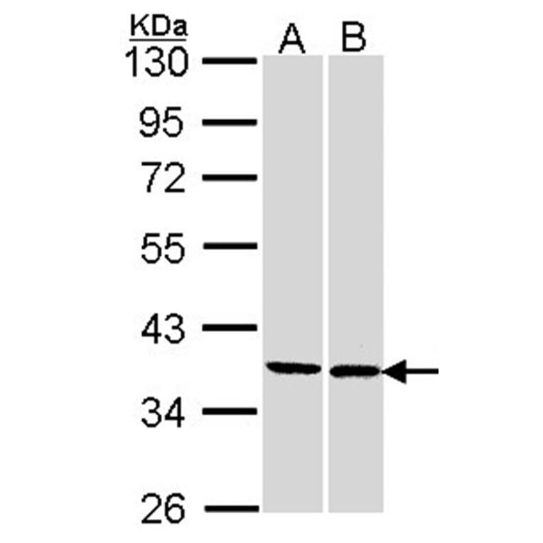 FAM50A antibody from Signalway Antibody (22337) - Antibodies.com