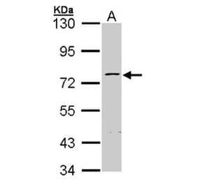 ZNF143 antibody from Signalway Antibody (22368) - Antibodies.com