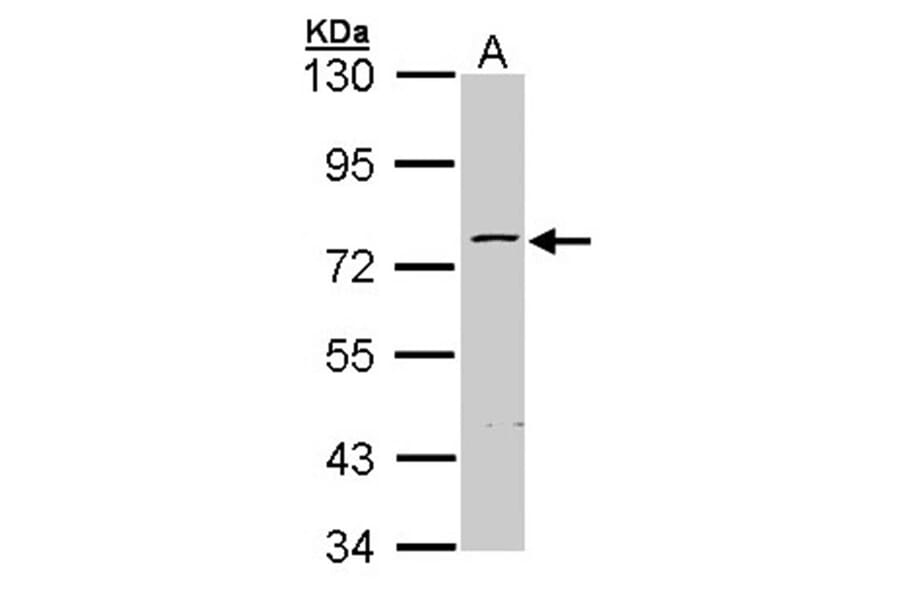 ZNF143 antibody from Signalway Antibody (22368) - Antibodies.com