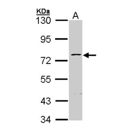 ZNF143 antibody from Signalway Antibody (22368) - Antibodies.com