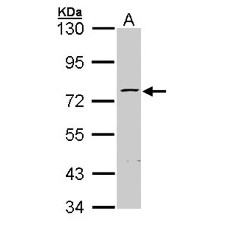 ZNF143 antibody from Signalway Antibody (22368) - Antibodies.com