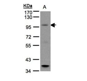 GPRC6A antibody from Signalway Antibody (22439) - Antibodies.com