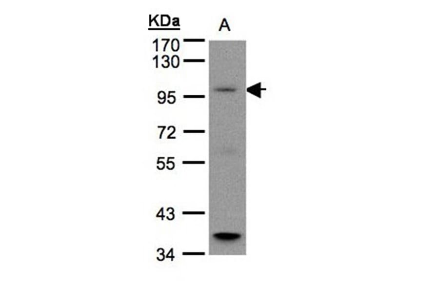 GPRC6A antibody from Signalway Antibody (22439) - Antibodies.com