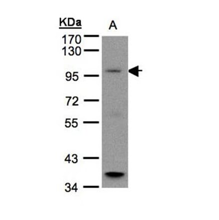 GPRC6A antibody from Signalway Antibody (22439) - Antibodies.com