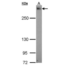 PDZK3 antibody from Signalway Antibody (22471) - Antibodies.com