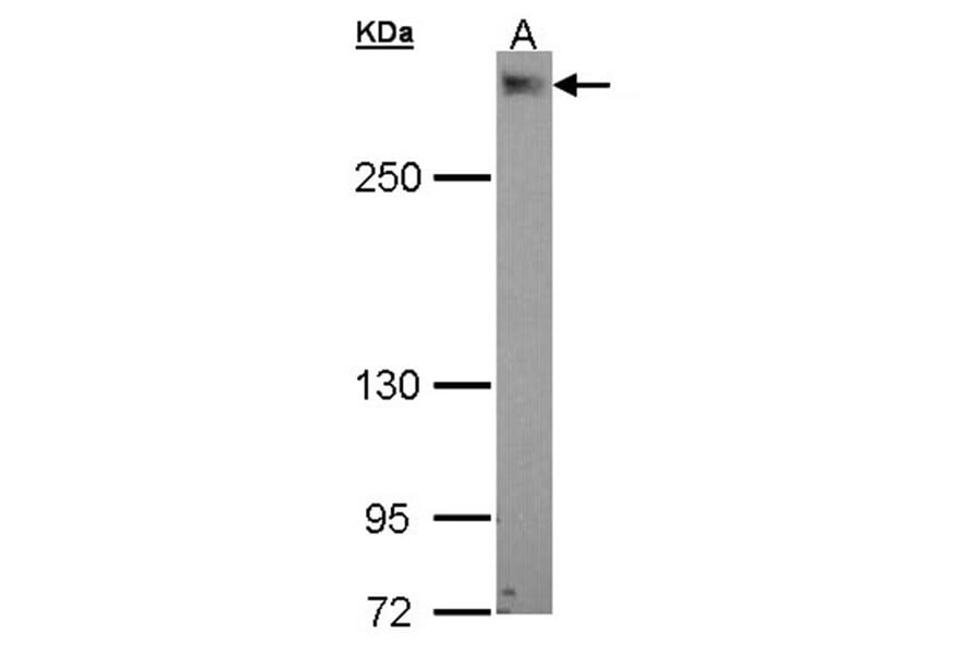 PDZK3 antibody from Signalway Antibody (22471) - Antibodies.com