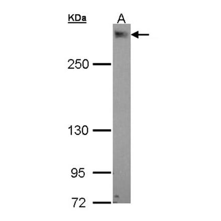 PDZK3 antibody from Signalway Antibody (22471) - Antibodies.com