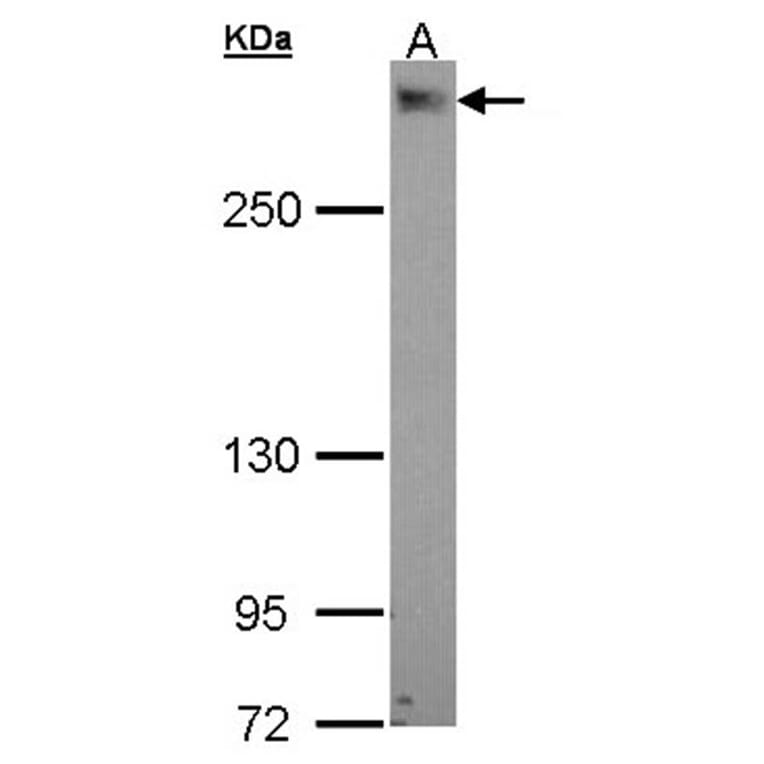 PDZK3 antibody from Signalway Antibody (22471) - Antibodies.com