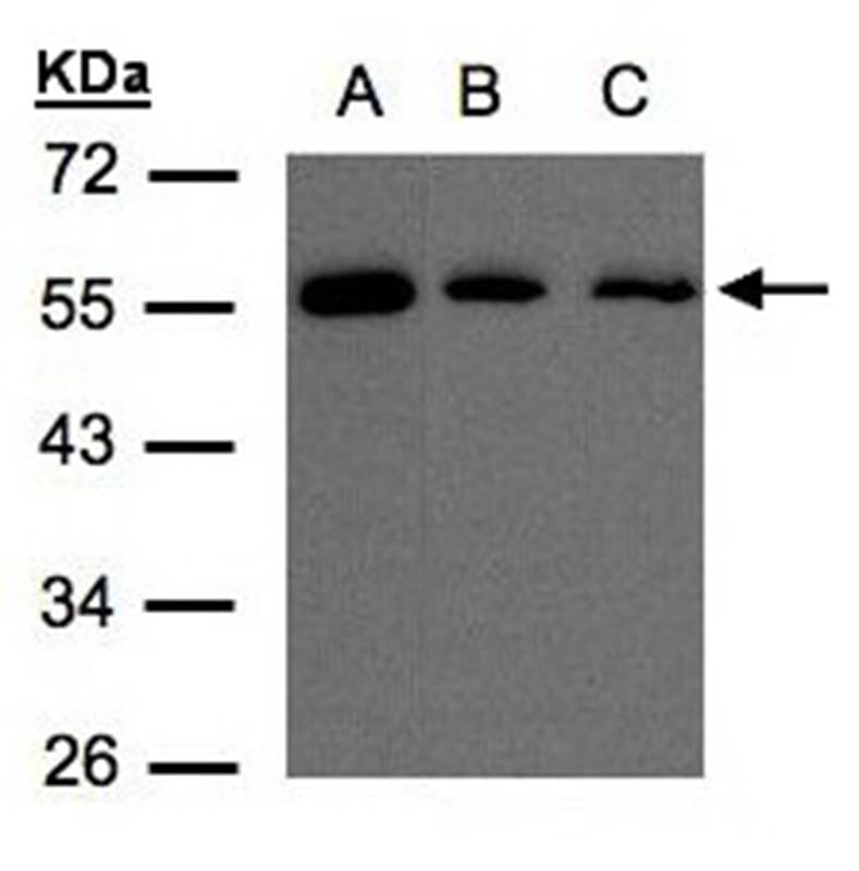Sample (30 µg of whole cell lysate) H1299B: Hep G2C: MOLT4 10% SDS PAGE Primary antibody diluted at 1: 500