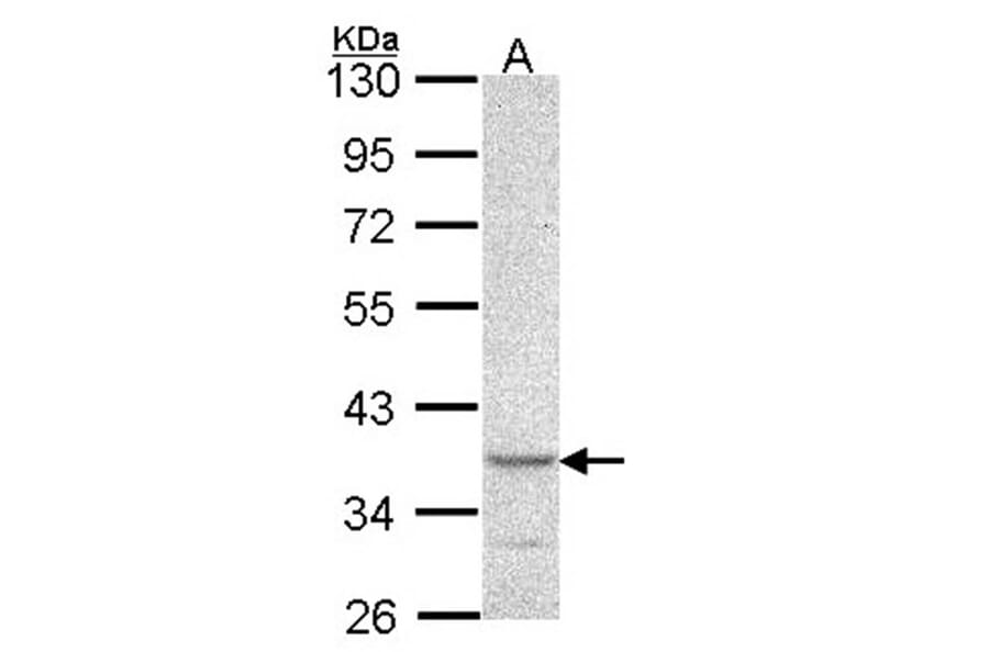PSCDBP antibody from Signalway Antibody (22488) - Antibodies.com