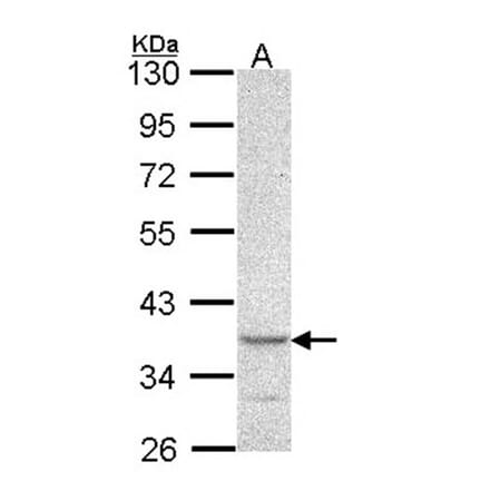 PSCDBP antibody from Signalway Antibody (22488) - Antibodies.com