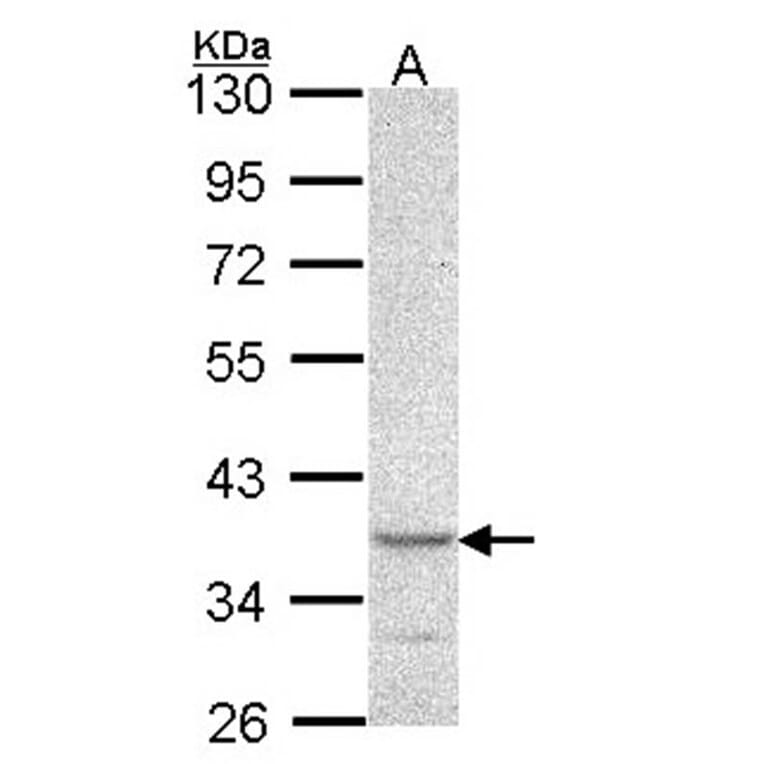 PSCDBP antibody from Signalway Antibody (22488) - Antibodies.com