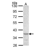 PSCDBP antibody from Signalway Antibody (22488) - Antibodies.com