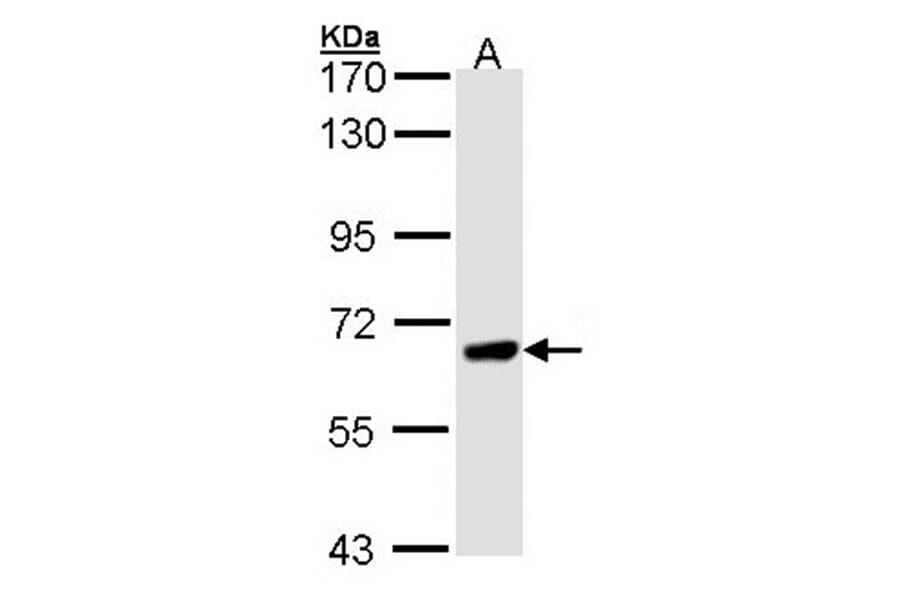 PPEF-1 antibody from Signalway Antibody (22557) - Antibodies.com