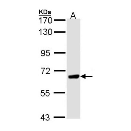 PPEF-1 antibody from Signalway Antibody (22557) - Antibodies.com