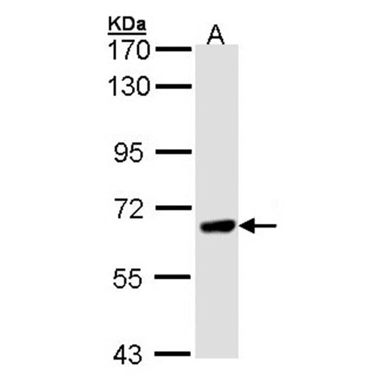 PPEF-1 antibody from Signalway Antibody (22557) - Antibodies.com