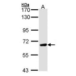 PPEF-1 antibody from Signalway Antibody (22557) - Antibodies.com