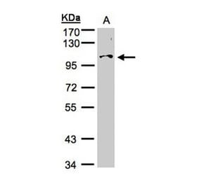 NCKAP1 antibody from Signalway Antibody (22609) - Antibodies.com