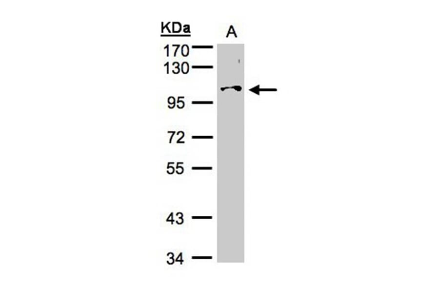 NCKAP1 antibody from Signalway Antibody (22609) - Antibodies.com
