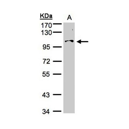 NCKAP1 antibody from Signalway Antibody (22609) - Antibodies.com