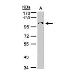NCKAP1 antibody from Signalway Antibody (22609) - Antibodies.com