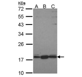 GNRPX antibody from Signalway Antibody (22700) - Antibodies.com