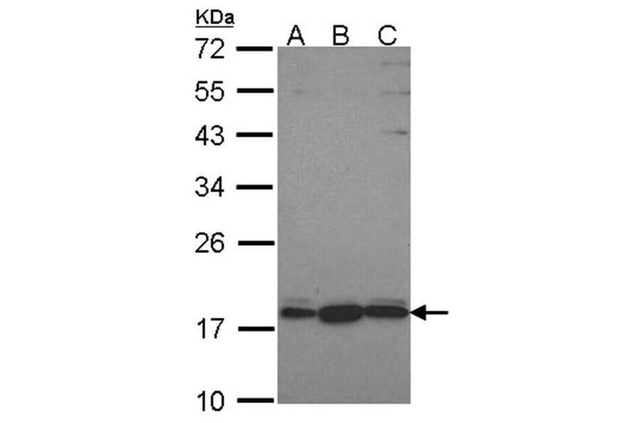 GNRPX antibody from Signalway Antibody (22700) - Antibodies.com