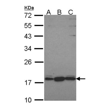 GNRPX antibody from Signalway Antibody (22700) - Antibodies.com